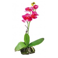 LUCKY REPTILE Декоративное растение "Orchid pink"