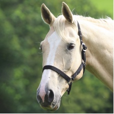 SHIRES Недоуздок "Wessex", COB, черный